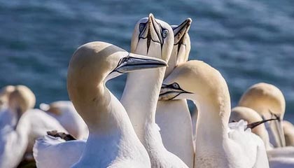 开云权威入口-日本队与传统强队展开激烈角逐，日本队与传统强队展开激烈角逐的区别