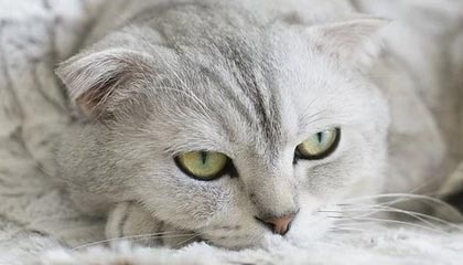 开云网页版-炉石传说 新版本卡组打法层出不穷，炉石传说卡组分析