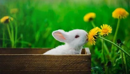 开云体育-世纪之战：经典对抗的“重现”，激发新一波篮球热潮，世纪之战足球